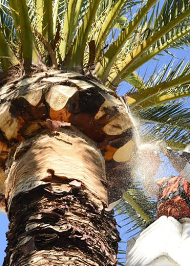 Palm-Tree-Trimming